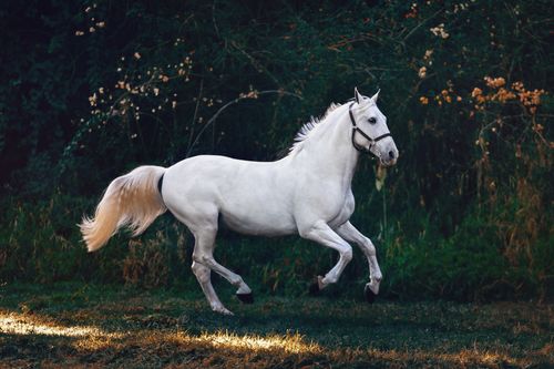 Horse eating grass