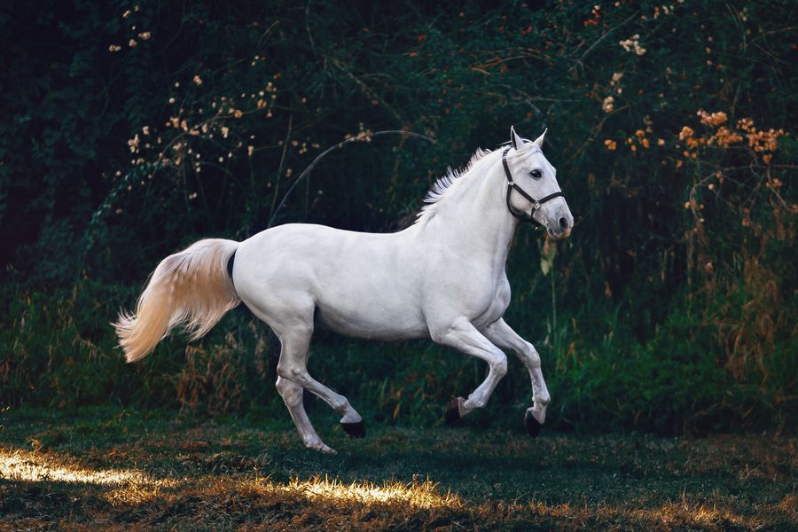 Person adjusting harness on a horse
