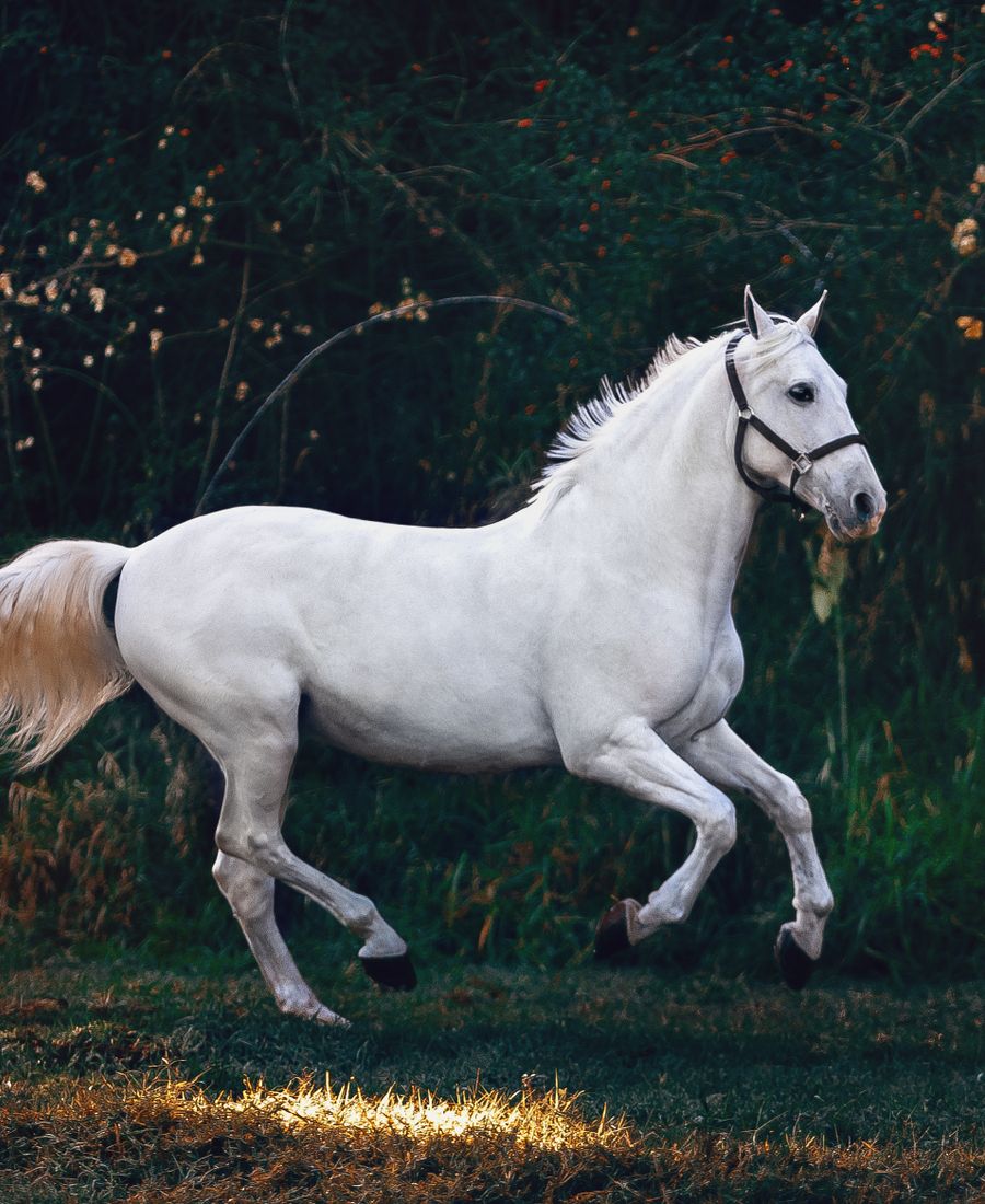 Jinete y caballo