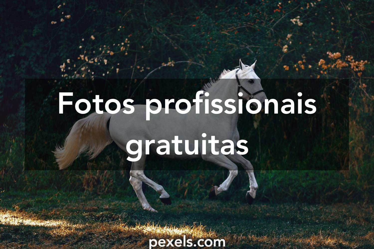 Fotos Cavalo Frente, 78.000+ fotos de arquivo grátis de alta qualidade