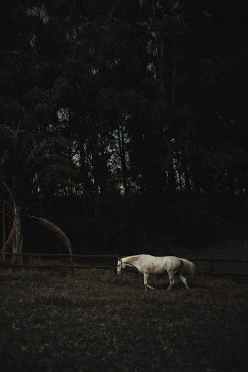 White Horse Across Wooden Fence