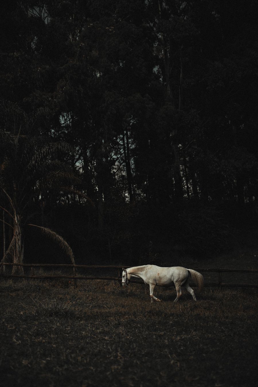 Horse resting near carriage