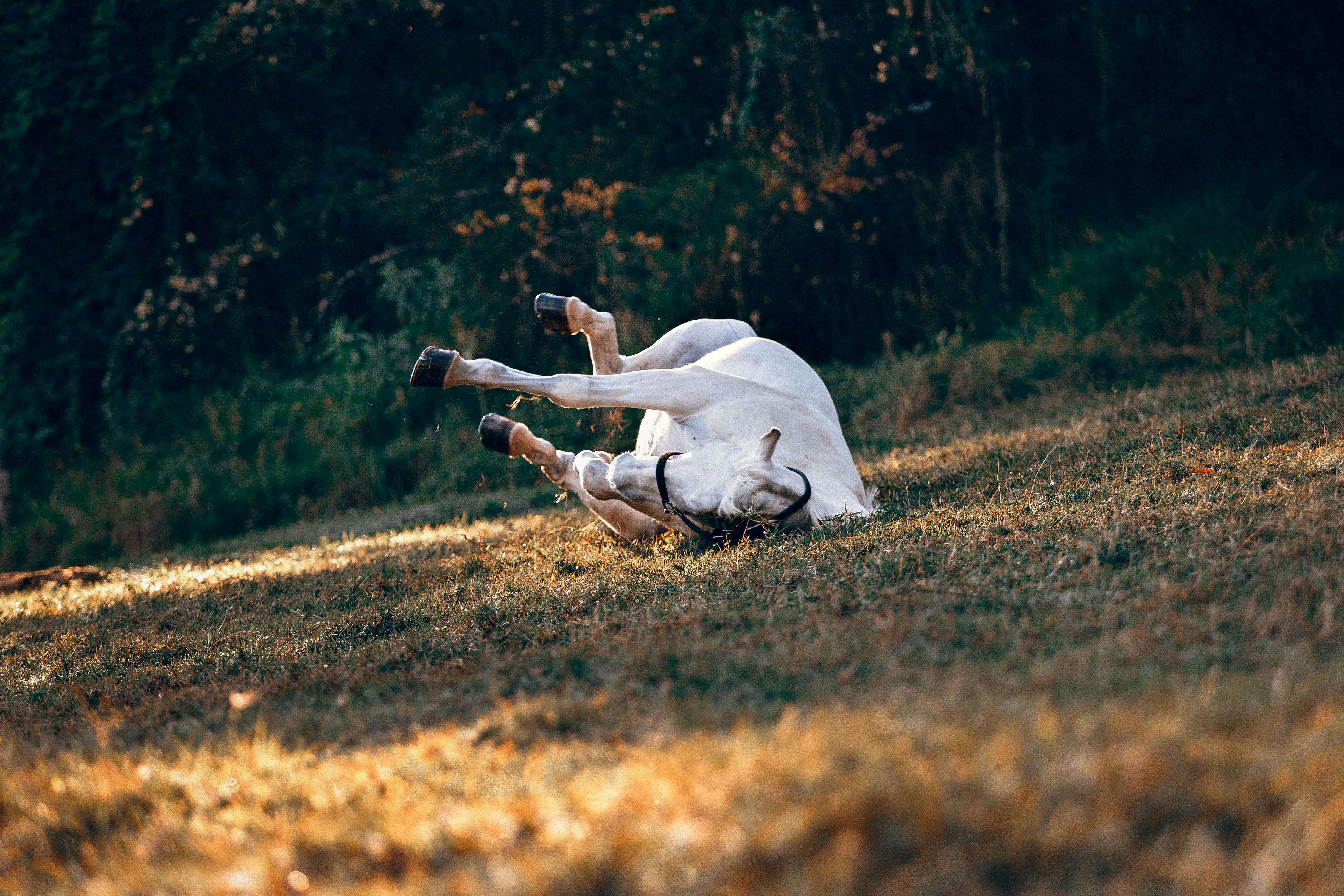 White Horse Lying on Ground · Free Stock Photo