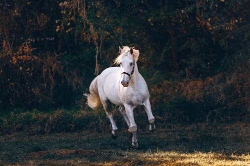 Безкоштовне стокове фото на тему «біжить, білий кінь, верховий»