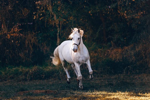 Dynamic shot of a white horse galloping through a grassy field, capturing energy and elegance.