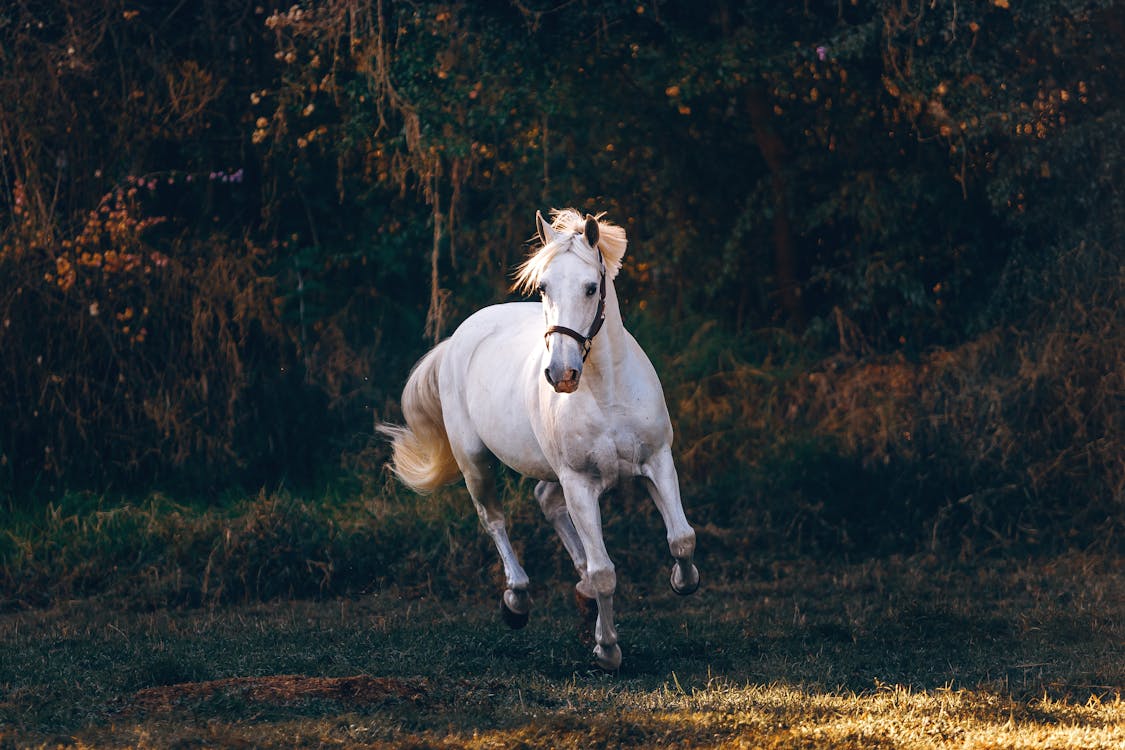Um cavalo branco correndo no ar