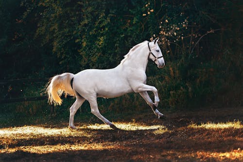 Cavalo De Revestimento Branco Correndo