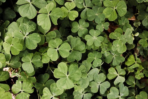 Close-up of Green Clovers