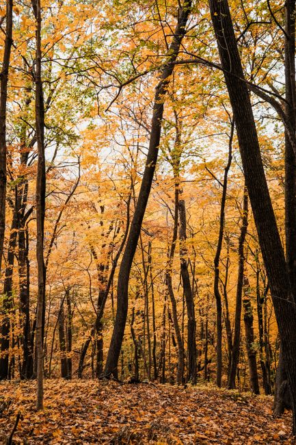 A scenic view of a vibrant forest during fall with orange and yellow leaves covering the ground.
