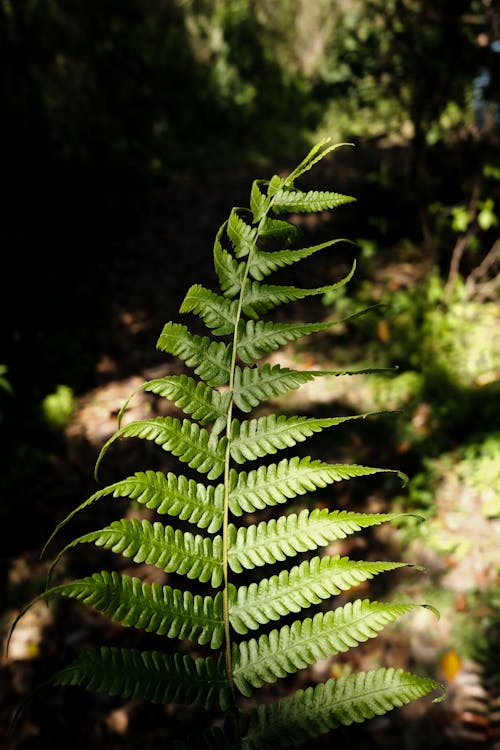 Gratis stockfoto met blad, groen, palmblad