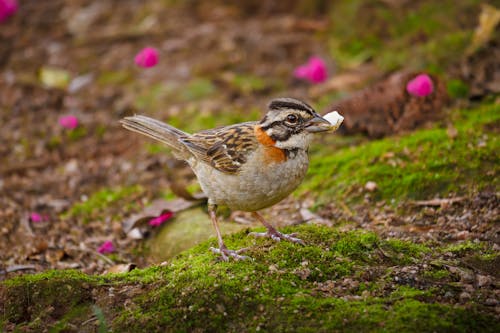 Andean Sparrow with Food in its Beak
