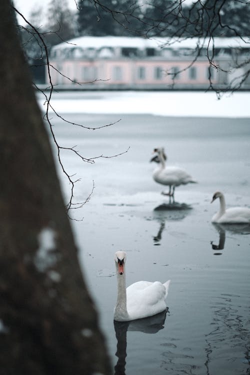 Darmowe zdjęcie z galerii z drzewo, fotografia zwierzęcia, jezioro