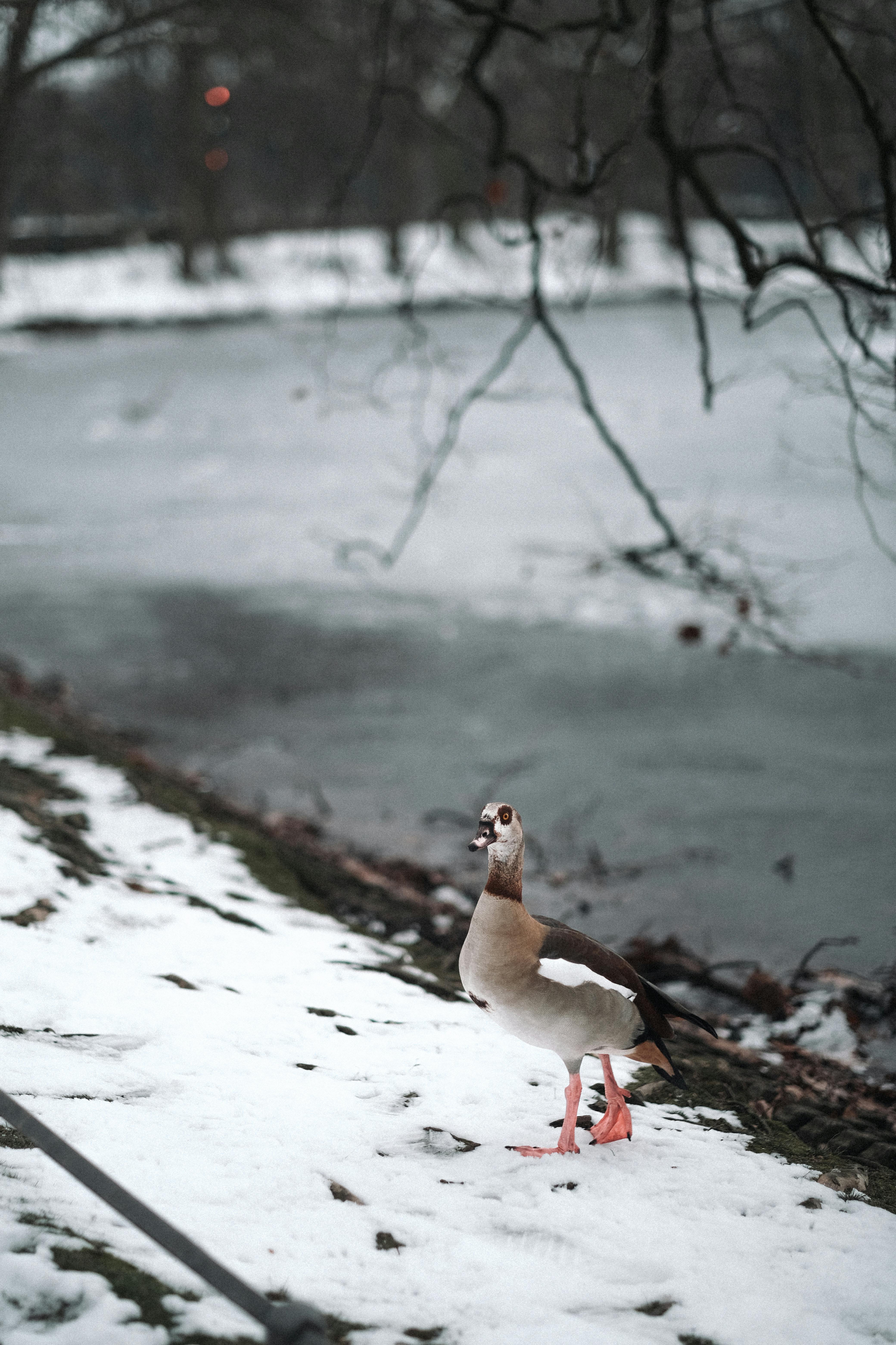 duck on snow