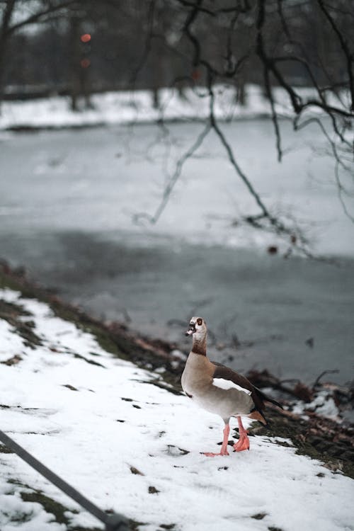 Duck on Snow