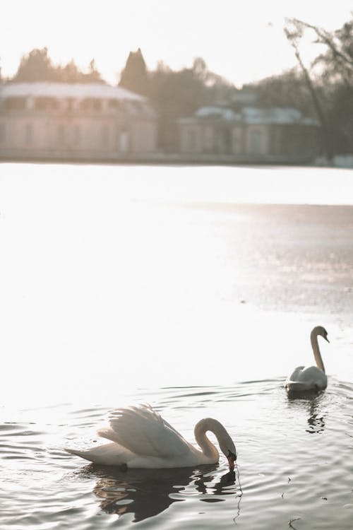 Swans on Lake