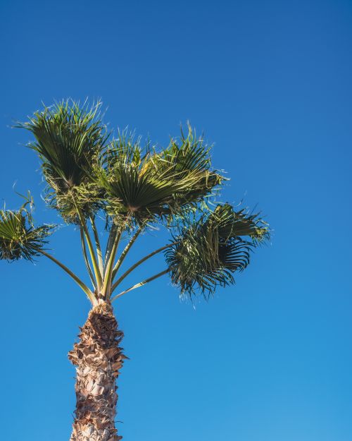 Free A striking palm tree silhouetted against a bright, clear blue sky, captured from a low angle. Stock Photo