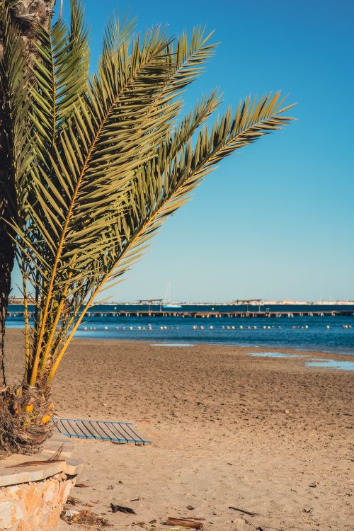 Free A scenic beach view featuring a palm tree, sandy shore, and clear blue sky, ideal for summer vibes. Stock Photo