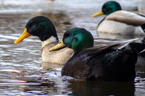 Free Close-up photo of vibrant mallard ducks swimming in tranquil lake water. Stock Photo