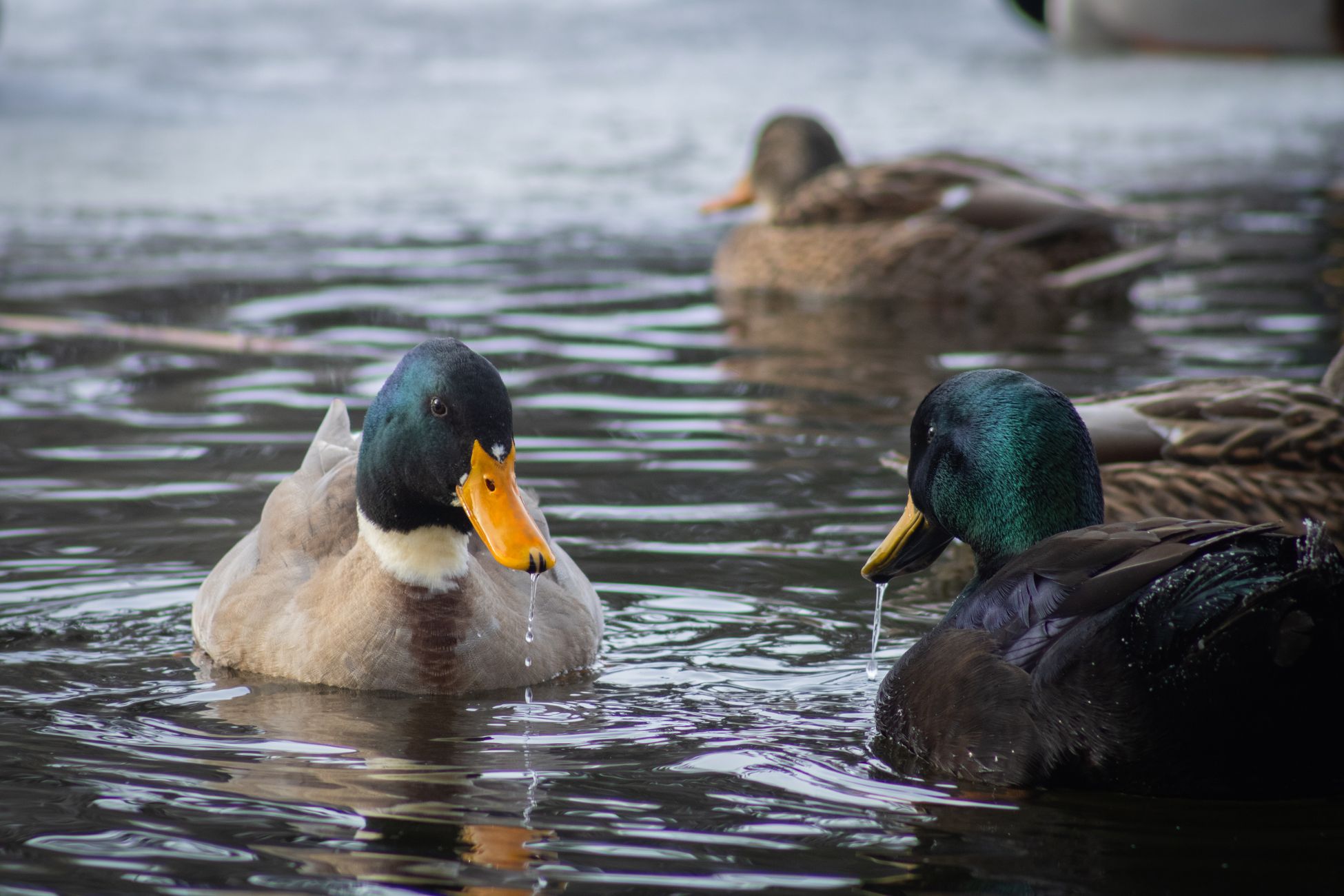 Wilde eend heeft het zwaar in Nederland, eendenkorf kan helpen