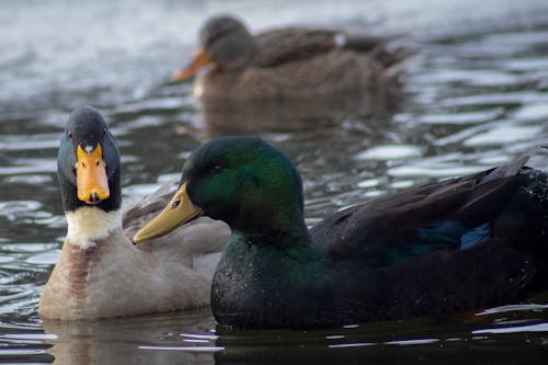 Ducks in Water