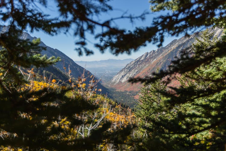 Forest In Valley