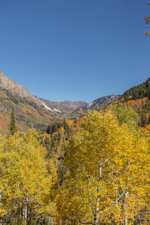 Photos gratuites de arbres, ciel clair, forêt