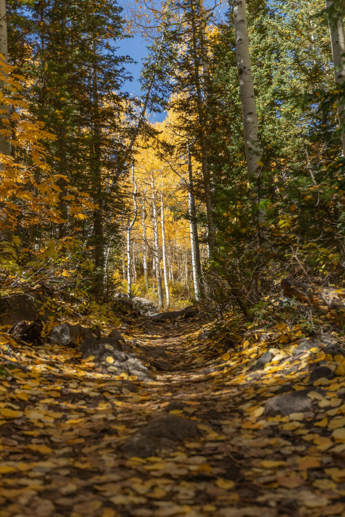 Green Trees and Brown Path W · Free Stock Photo