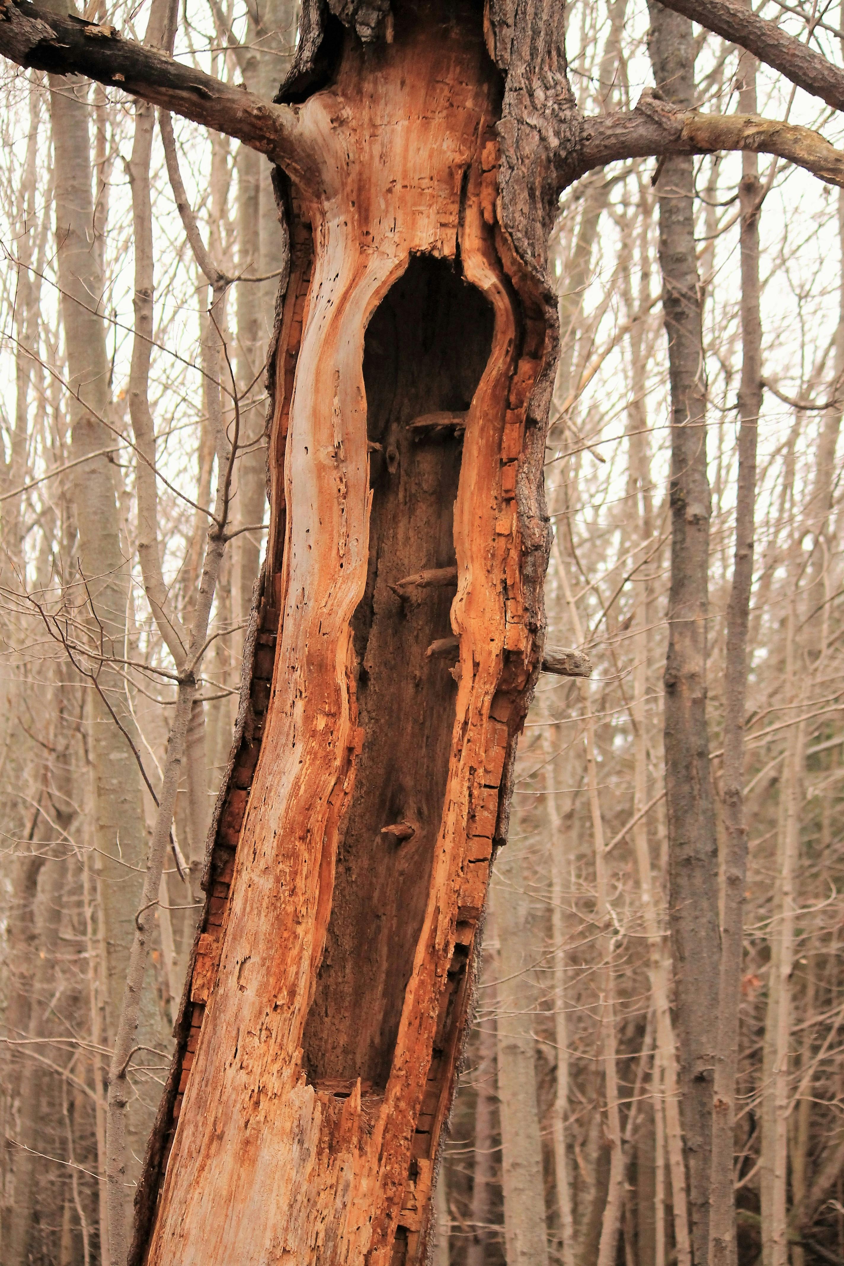 Free stock photo of dead trees, hollow, nature