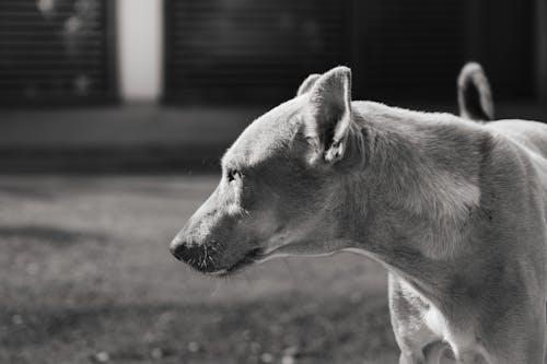 Dog Head in Black and White