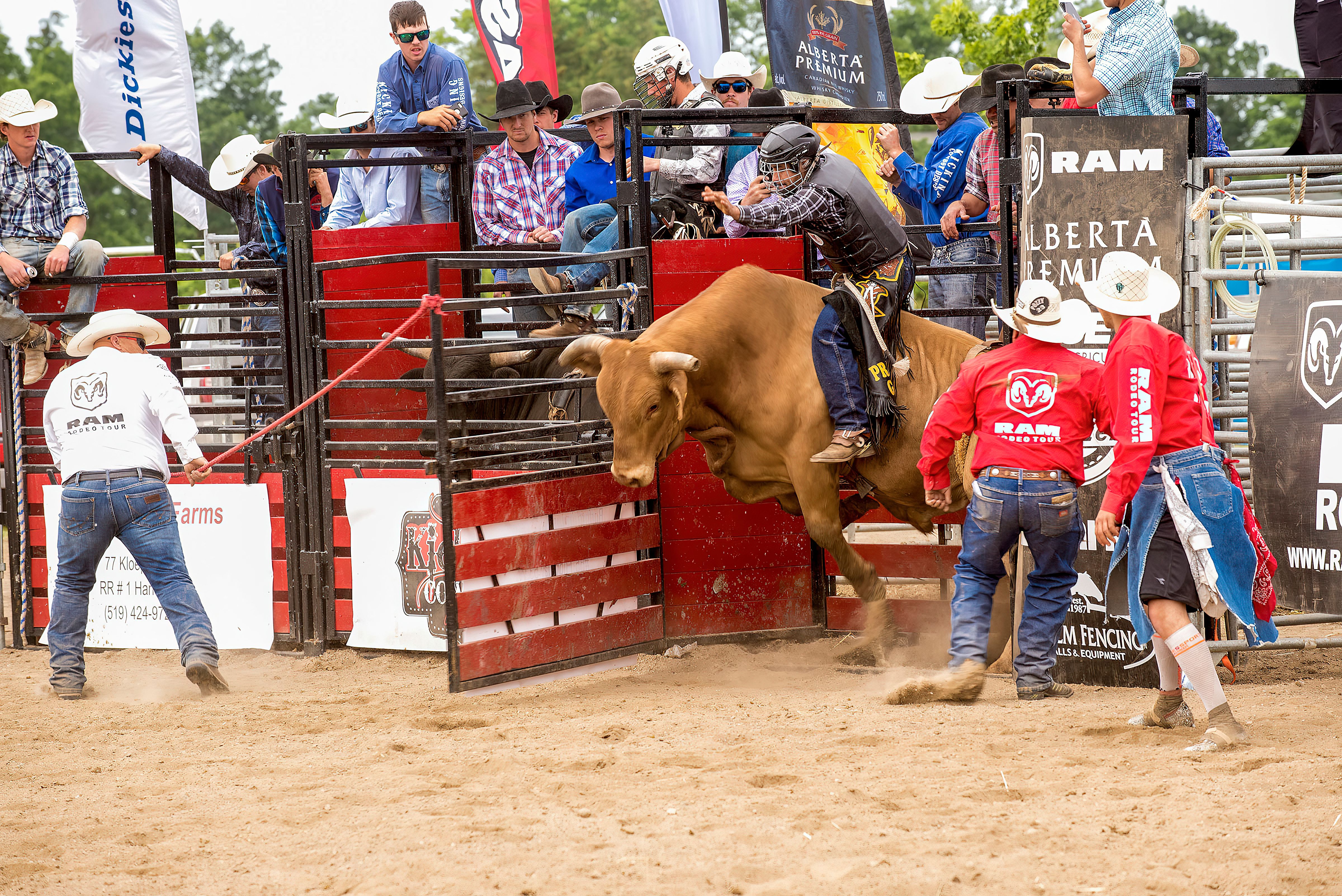 Rodeo scene with bull and cowboys engaging in a dynamic bull riding event outdoors.