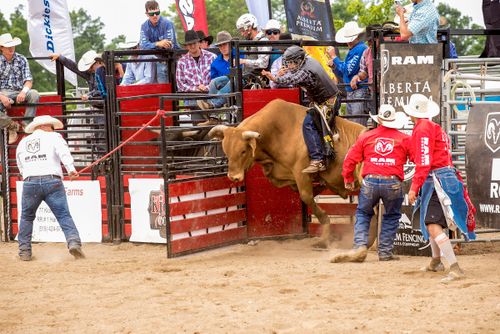Free Rodeo scene with bull and cowboys engaging in a dynamic bull riding event outdoors. Stock Photo