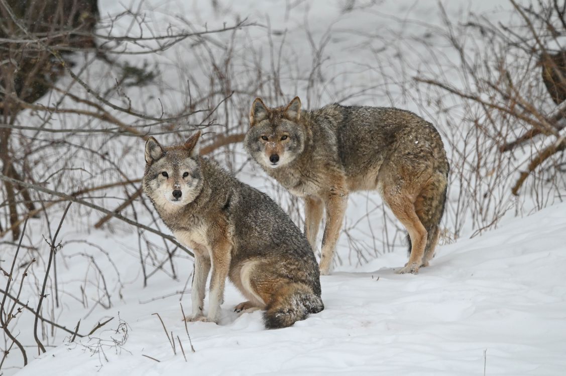 Wolves in Snow · Free Stock Photo