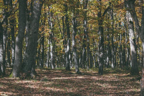 Foto profissional grátis de árvores, declínio, floresta