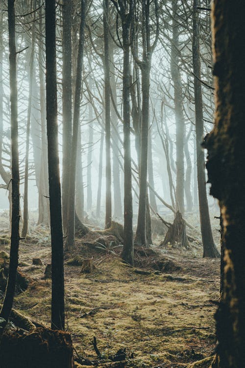 Gratis stockfoto met bomen, Bos, mist