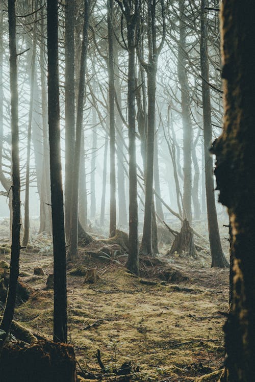 Kostnadsfri bild av dimma, mysterium, natur