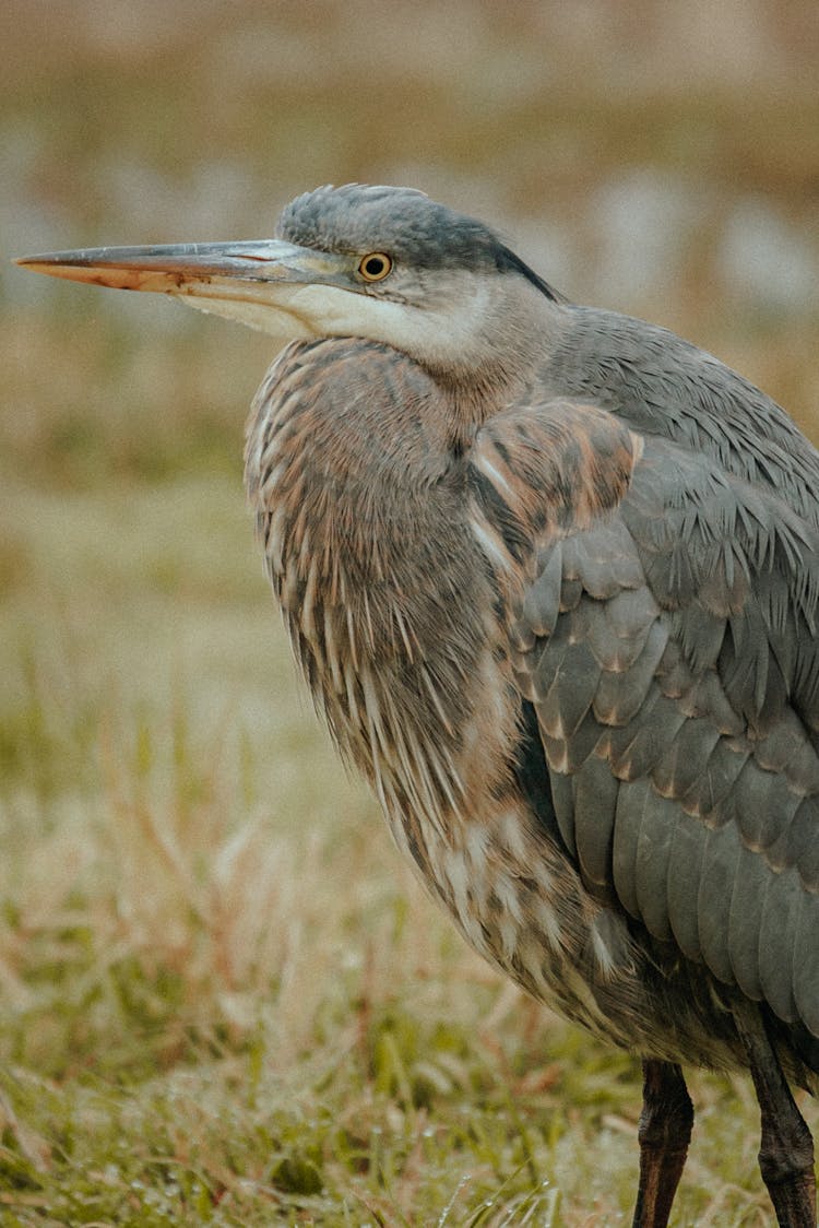 Blue Heron