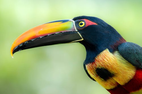 Fiery-Billed Aracari Toucan