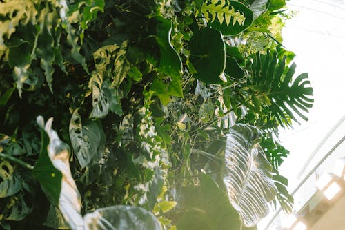 luxuriant, 나뭇잎, 무성한의 무료 스톡 사진