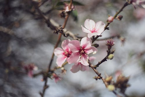 CLose-up of Tree Blossoms 