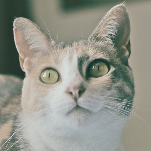 Close-up of a Cat 