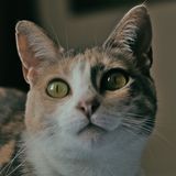 Cat with green eyes, photo by Silva Montanis on Pexels