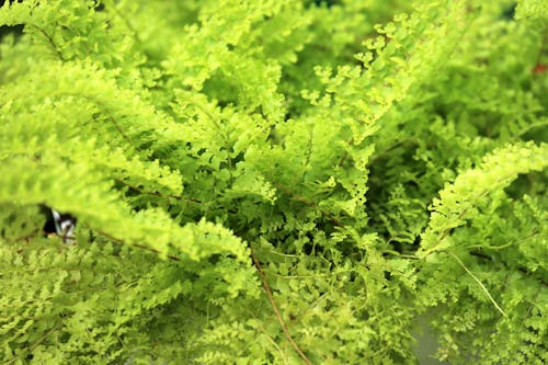 Free Green Fern Leaves  Stock Photo