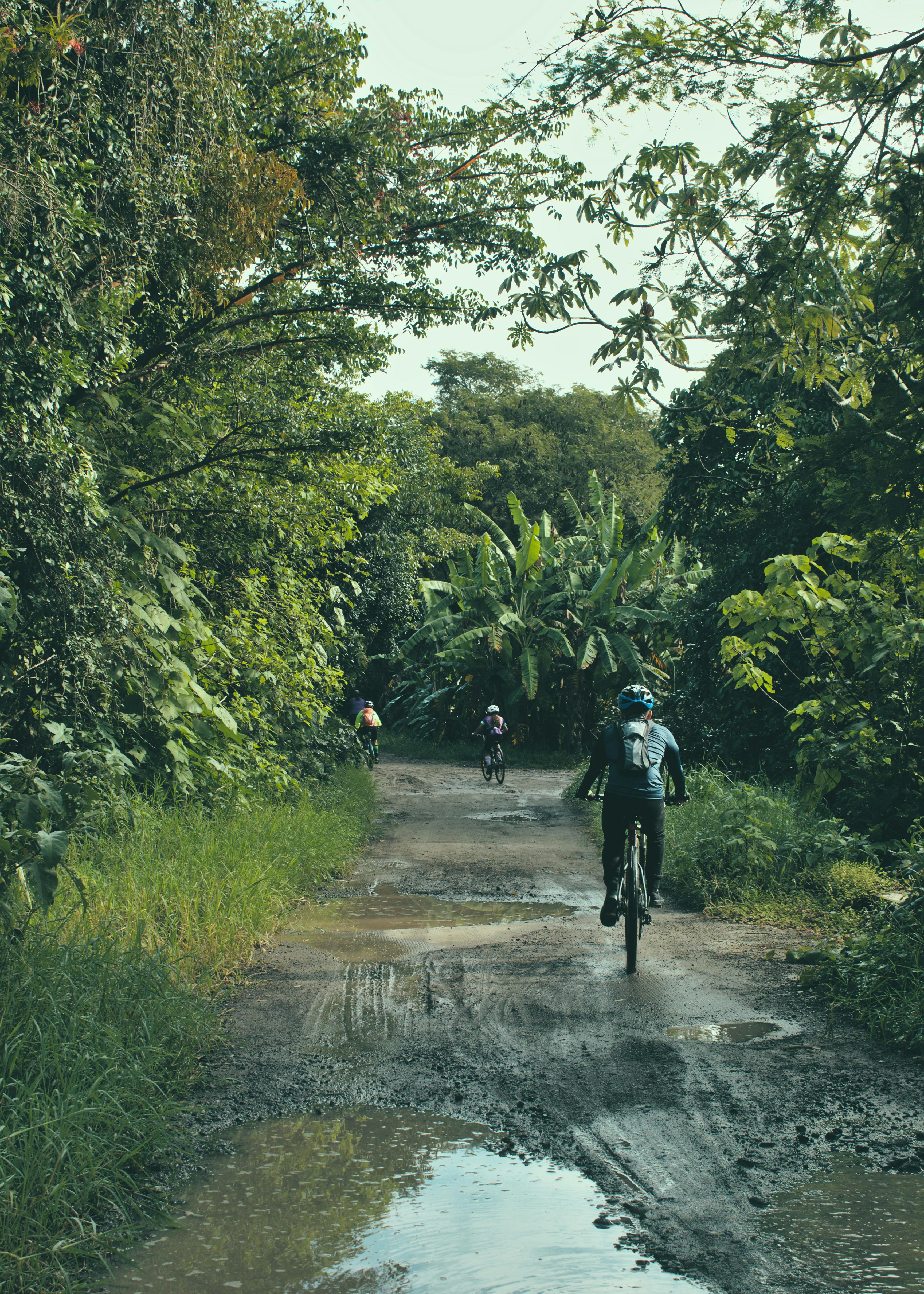 Dirt cycling trail through mangrove trees on Pulau Ubin island Singapore with dappled sunlight through the canopy