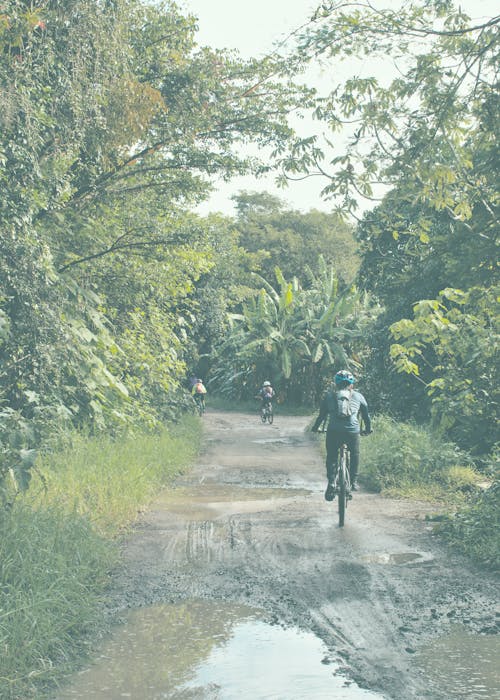 Foto d'estoc gratuïta de anant amb bici, arbres, bassals