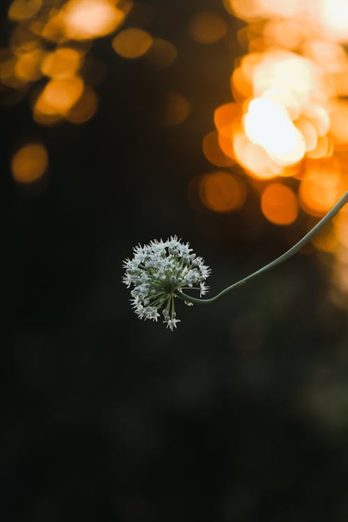 Foto stok gratis alam, bunga, cahaya