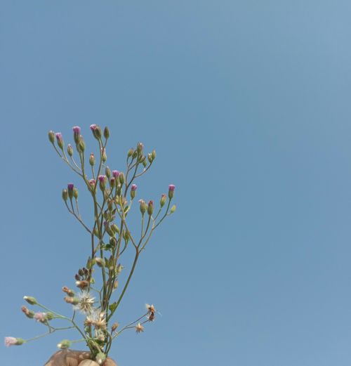 Free Close-up of wildflowers against a bright, clear blue sky on a sunny summer day. Stock Photo