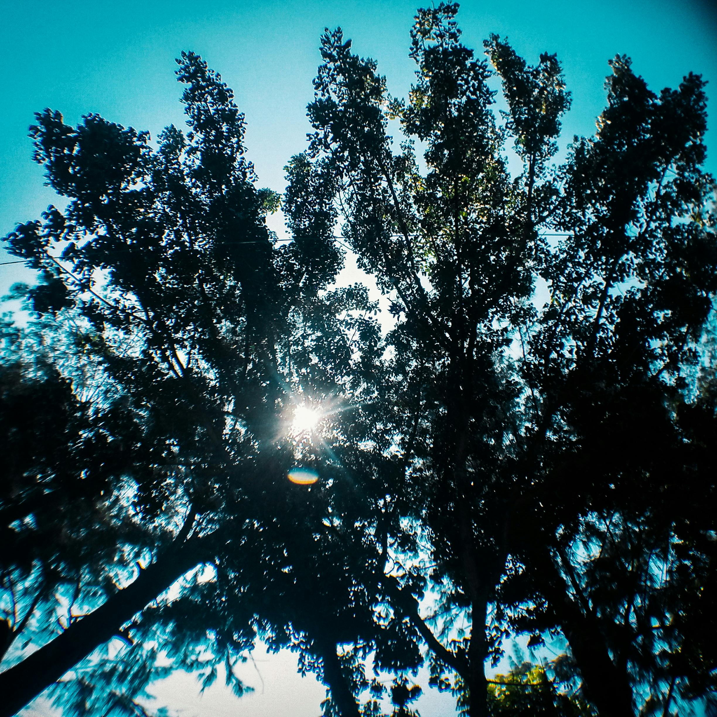 Free stock photo of light, sunlight, tree