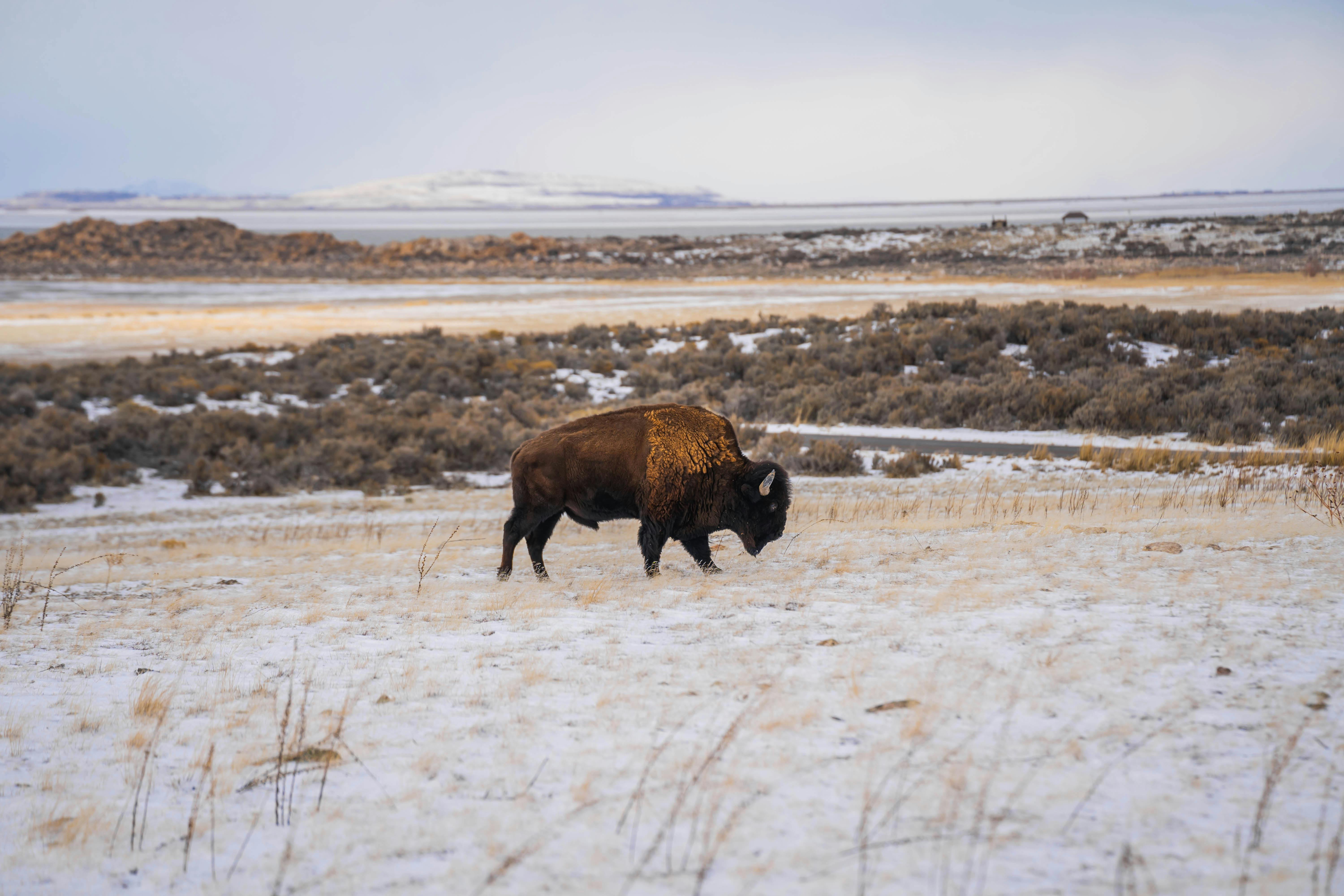 2026 Wildlife Tourism Deals Deep Dive: Save $1,000s in the US