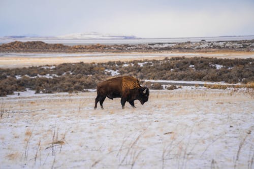 Gratis arkivbilde med bøffel, dyrefotografering, dyreverdenfotografier