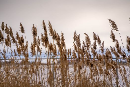Beautiful coastal reeds swaying gently with a soft overcast background.